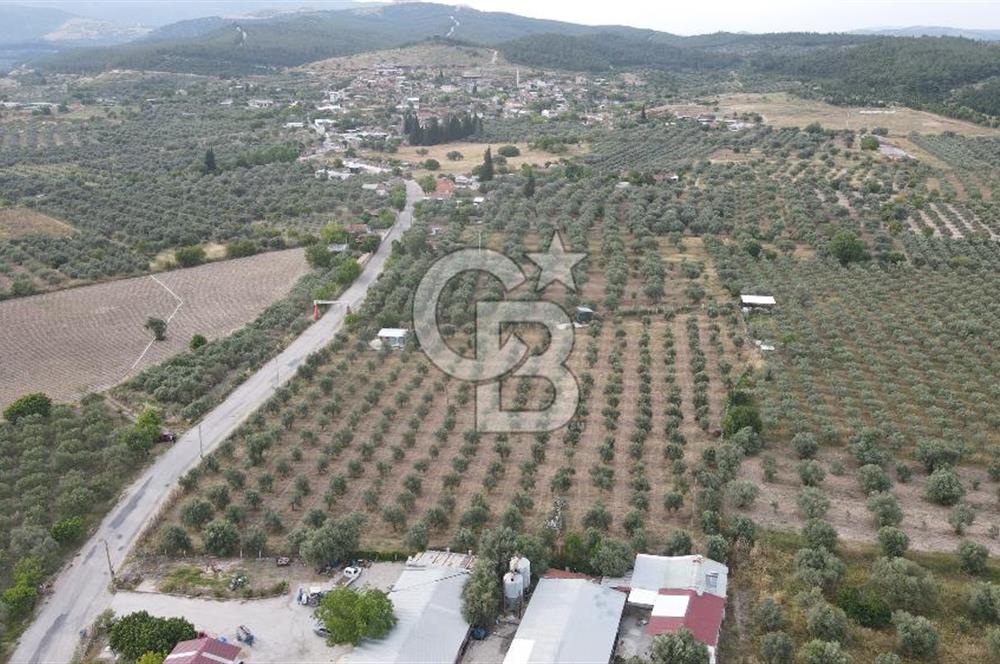Saruhanlı Sarıçam'da 4200 M² Satılık Zeytinlik