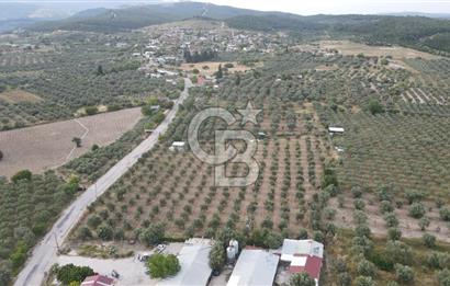 Saruhanlı Sarıçam'da 4200 M² Satılık Zeytinlik