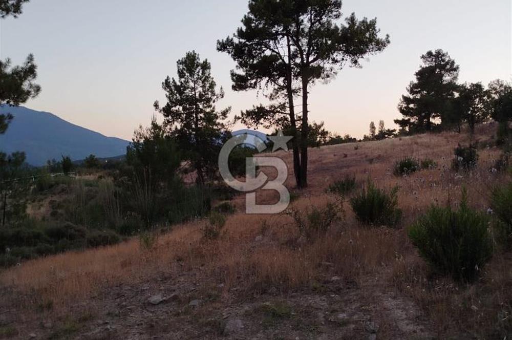 KAŞ YAYLAPALAMUT TA SATILIK TARLA