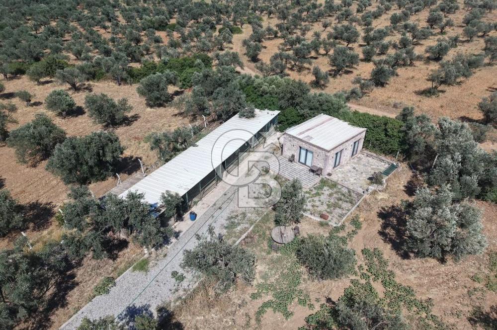 Cunda'da Ruhsatlı Taş Evli Satılık 3.120 m² Zeytinlik