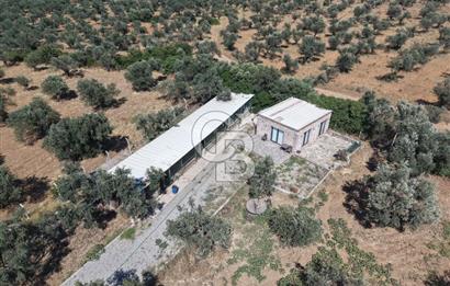 Cunda'da Ruhsatlı Taş Evli Satılık 3.120 m² Zeytinlik