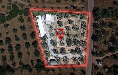 Cunda'da Ruhsatlı Taş Evli Satılık 3.120 m² Zeytinlik
