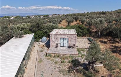 Cunda'da Ruhsatlı Taş Evli Satılık 3.120 m² Zeytinlik