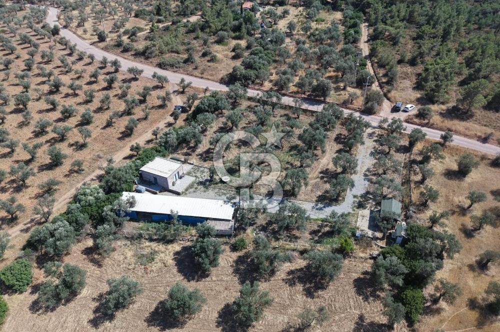 Cunda'da Ruhsatlı Taş Evli Satılık 3.120 m² Zeytinlik