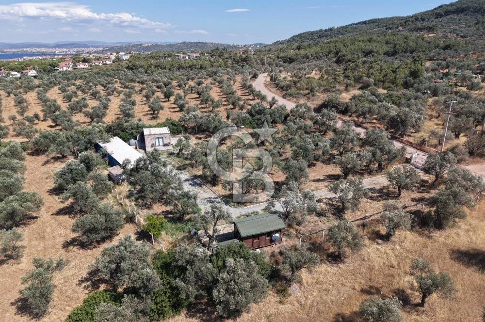 Cunda'da Ruhsatlı Taş Evli Satılık 3.120 m² Zeytinlik