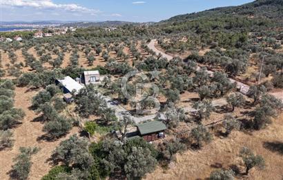 Cunda'da Ruhsatlı Taş Evli Satılık 3.120 m² Zeytinlik
