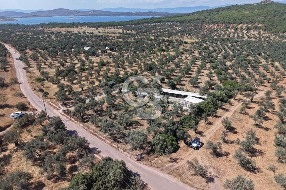 Cunda'da Ruhsatlı Taş Evli Satılık 3.120 m² Zeytinlik