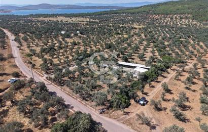 Cunda'da Ruhsatlı Taş Evli Satılık 3.120 m² Zeytinlik