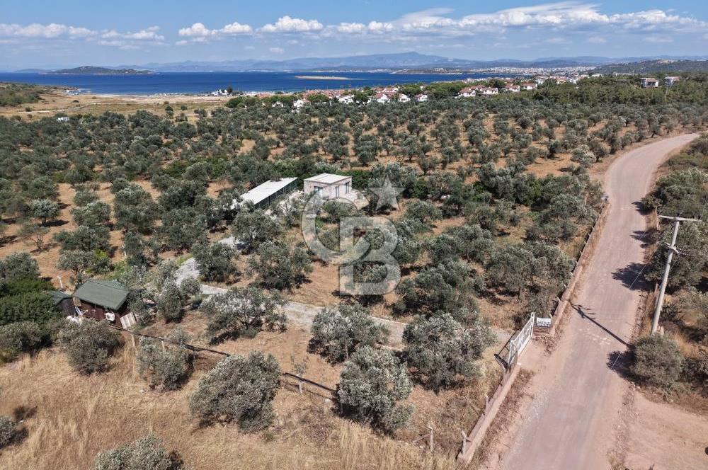 Cunda'da Ruhsatlı Taş Evli Satılık 3.120 m² Zeytinlik
