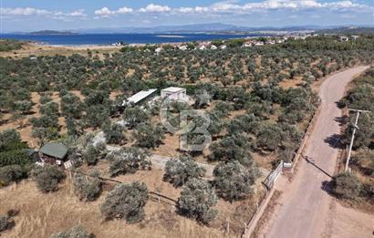 Cunda'da Ruhsatlı Taş Evli Satılık 3.120 m² Zeytinlik