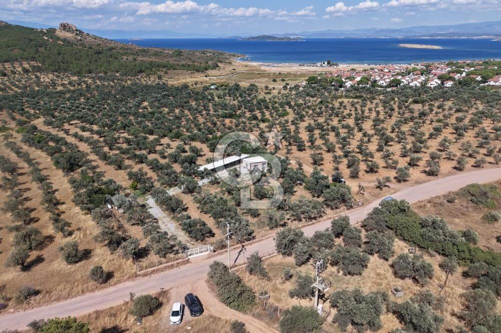 Cunda'da Ruhsatlı Taş Evli Satılık 3.120 m² Zeytinlik