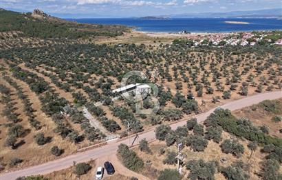 Cunda'da Ruhsatlı Taş Evli Satılık 3.120 m² Zeytinlik