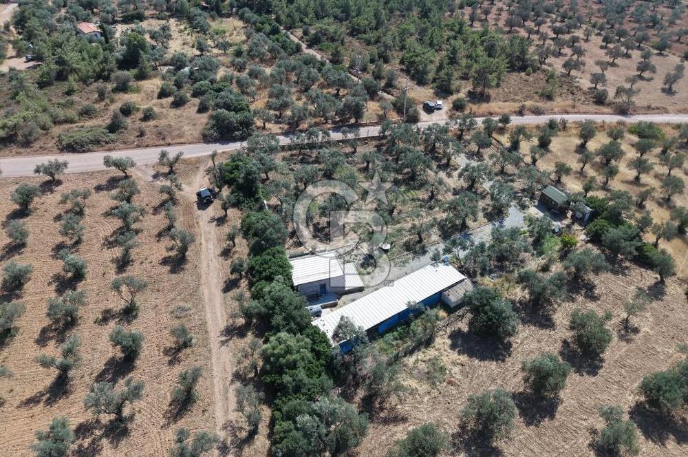 Cunda'da Ruhsatlı Taş Evli Satılık 3.120 m² Zeytinlik