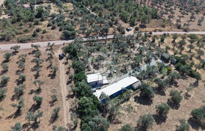 Cunda'da Ruhsatlı Taş Evli Satılık 3.120 m² Zeytinlik