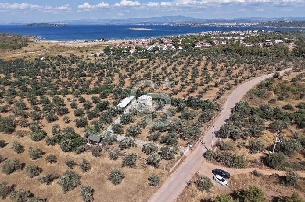 Cunda'da Ruhsatlı Taş Evli Satılık 3.120 m² Zeytinlik