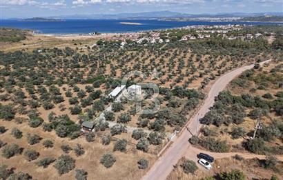 Cunda'da Ruhsatlı Taş Evli Satılık 3.120 m² Zeytinlik