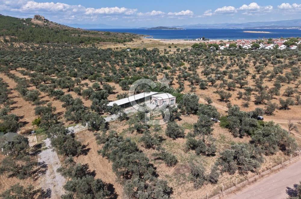 Cunda'da Ruhsatlı Taş Evli Satılık 3.120 m² Zeytinlik