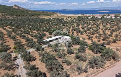 Cunda'da Ruhsatlı Taş Evli Satılık 3.120 m² Zeytinlik