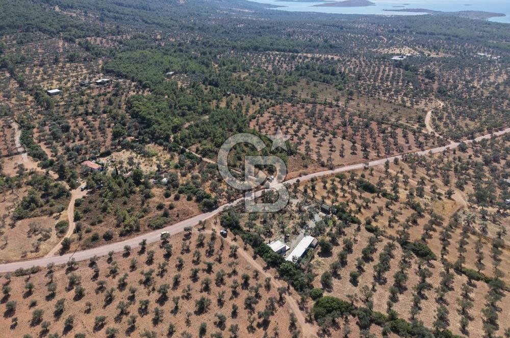 Cunda'da Ruhsatlı Taş Evli Satılık 3.120 m² Zeytinlik