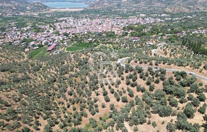 BEYDAĞ’DA ŞEHİR VE BARAJ MANZARALI SATILIK MÜSTAKİL ZEYTİNLİK