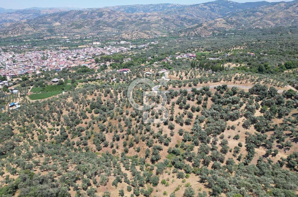 BEYDAĞ’DA ŞEHİR VE BARAJ MANZARALI SATILIK MÜSTAKİL ZEYTİNLİK