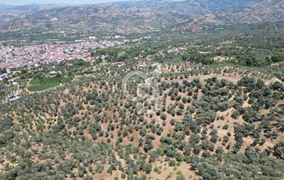 BEYDAĞ’DA ŞEHİR VE BARAJ MANZARALI SATILIK MÜSTAKİL ZEYTİNLİK