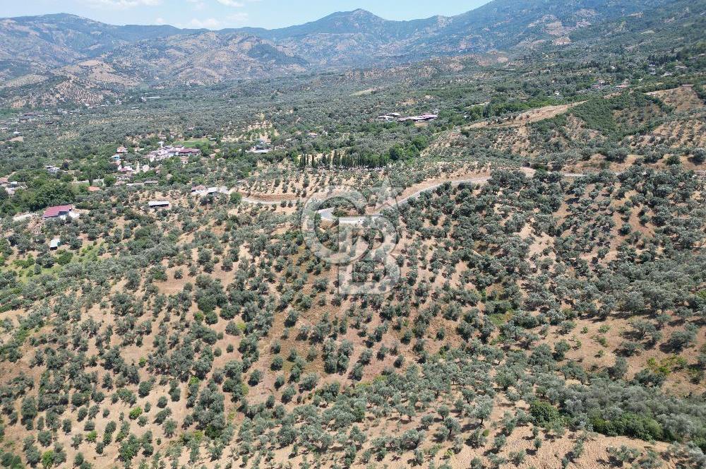 BEYDAĞ’DA ŞEHİR VE BARAJ MANZARALI SATILIK MÜSTAKİL ZEYTİNLİK