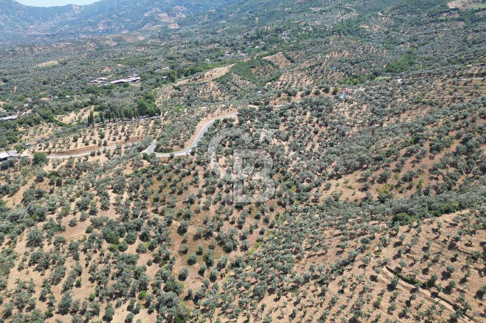 BEYDAĞ’DA ŞEHİR VE BARAJ MANZARALI SATILIK MÜSTAKİL ZEYTİNLİK
