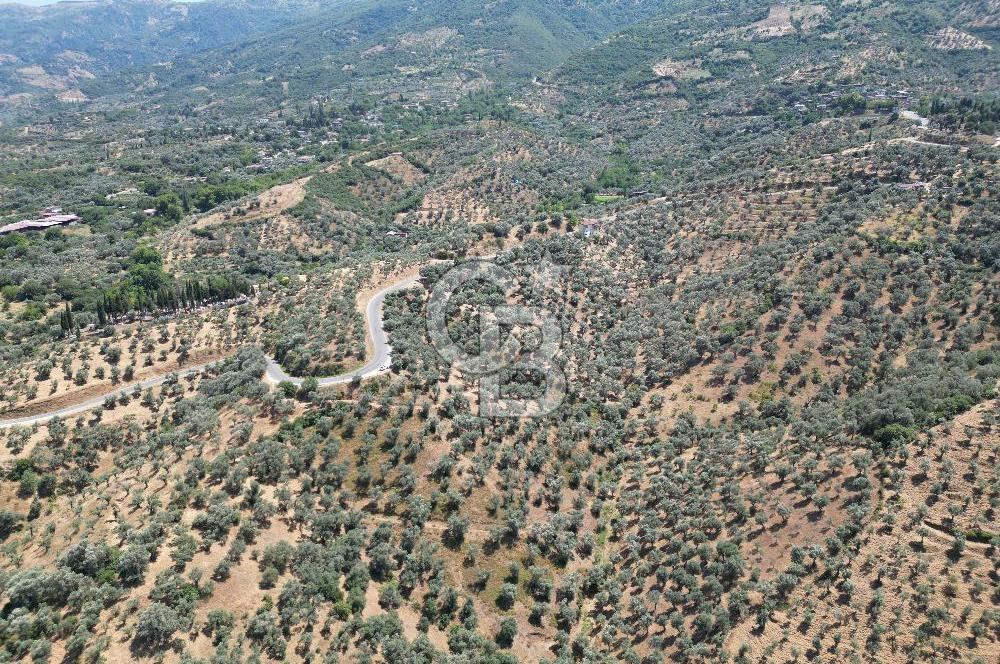 BEYDAĞ’DA ŞEHİR VE BARAJ MANZARALI SATILIK MÜSTAKİL ZEYTİNLİK