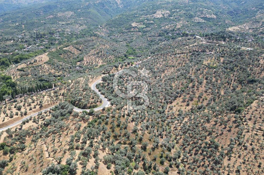 BEYDAĞ’DA ŞEHİR VE BARAJ MANZARALI SATILIK MÜSTAKİL ZEYTİNLİK