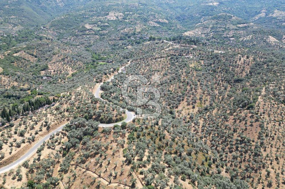 BEYDAĞ’DA ŞEHİR VE BARAJ MANZARALI SATILIK MÜSTAKİL ZEYTİNLİK