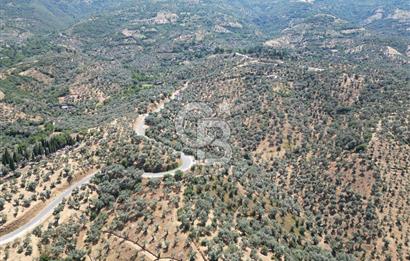 BEYDAĞ’DA ŞEHİR VE BARAJ MANZARALI SATILIK MÜSTAKİL ZEYTİNLİK