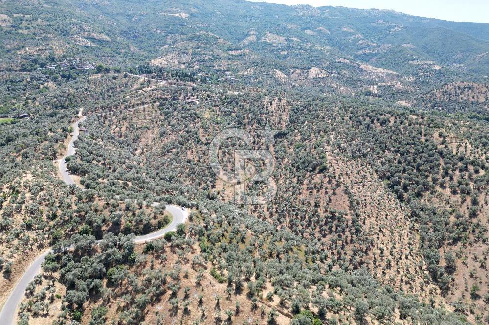 BEYDAĞ’DA ŞEHİR VE BARAJ MANZARALI SATILIK MÜSTAKİL ZEYTİNLİK