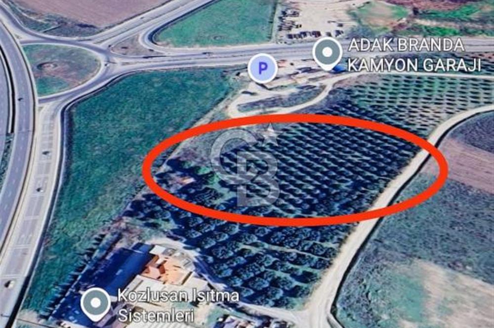 Akhisar Anayol&köprülü kavşak cepheli tarla Zeytinlik