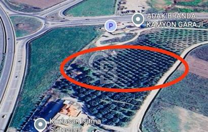 Akhisar Anayol&köprülü kavşak cepheli tarla Zeytinlik