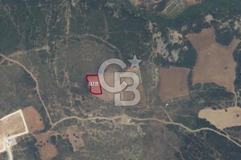 ECEABAT KÜÇÜKANAFARTA'DA 1.500 m² YATIRIMLIK TARLA | YOLA YAKIN
