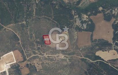 ECEABAT KÜÇÜKANAFARTA'DA 1.500 m² YATIRIMLIK TARLA | YOLA YAKIN