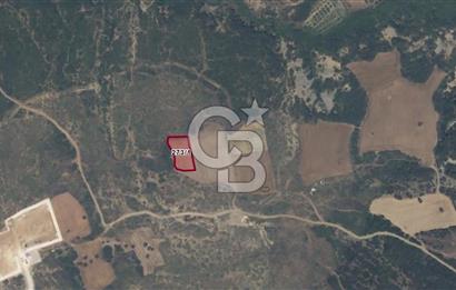 ECEABAT KÜÇÜKANAFARTA'DA 1.500 m² YATIRIMLIK TARLA | YOLA YAKIN