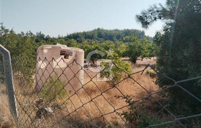 AYDIN GERMENCİK GÜMÜŞYENİ’NDE SATILIK 35.290 m² TARLA