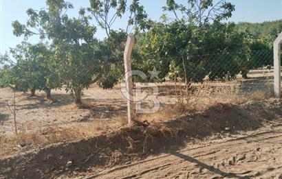 AYDIN GERMENCİK GÜMÜŞYENİ’NDE SATILIK 12.400 m² İNCİR BAHÇESİ