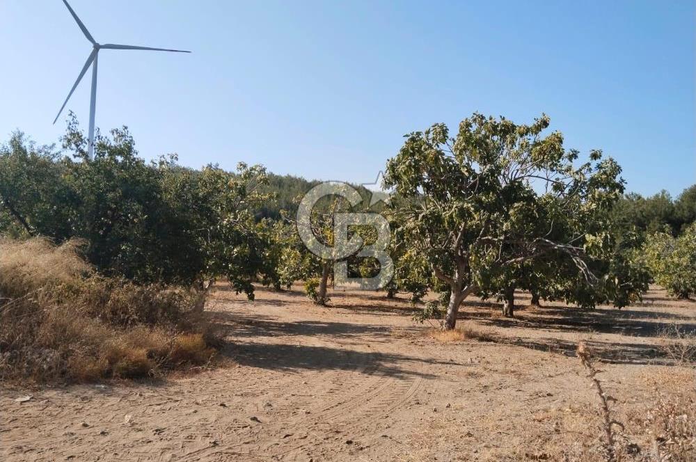 AYDIN GERMENCİK GÜMÜŞYENİ’NDE SATILIK 12.400 m² İNCİR BAHÇESİ