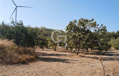 AYDIN GERMENCİK GÜMÜŞYENİ’NDE SATILIK 12.400 m² İNCİR BAHÇESİ