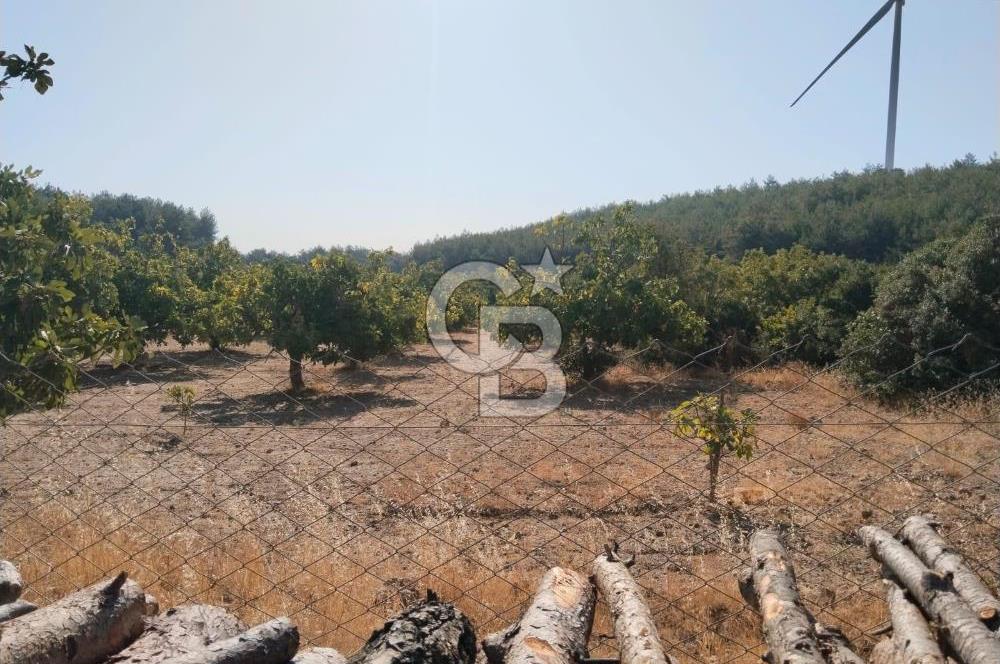 AYDIN GERMENCİK GÜMÜŞYENİ’NDE SATILIK 35.290 m² TARLA