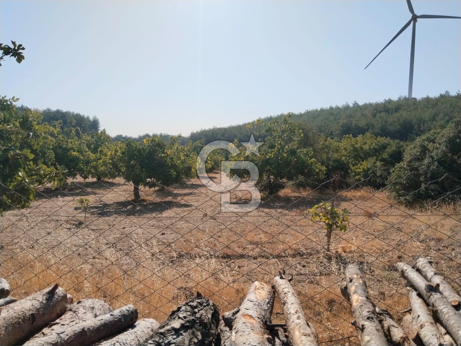 AYDIN GERMENCİK GÜMÜŞYENİ’NDE SATILIK 12.400 m² İNCİR BAHÇESİ