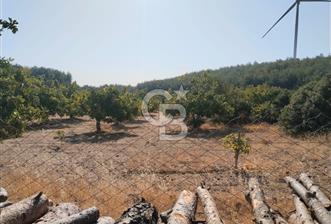 AYDIN GERMENCİK GÜMÜŞYENİ’NDE SATILIK 12.400 m² İNCİR BAHÇESİ - 1 - 363880