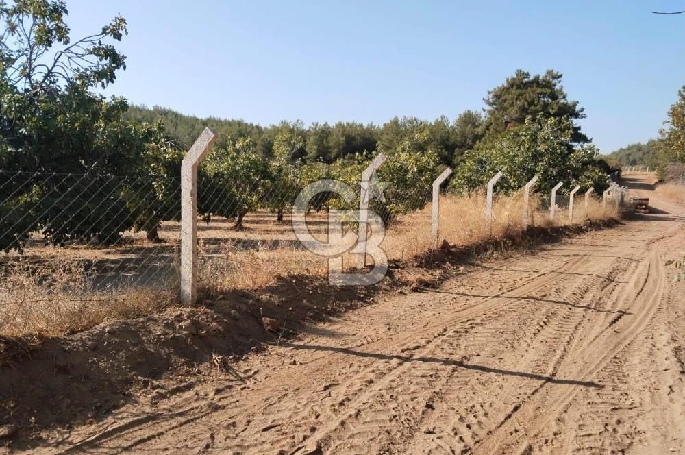 AYDIN GERMENCİK GÜMÜŞYENİ’NDE SATILIK 12.400 m² İNCİR BAHÇESİ