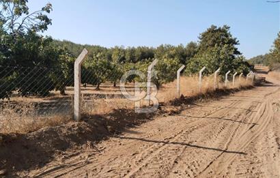 AYDIN GERMENCİK GÜMÜŞYENİ’NDE SATILIK 12.400 m² İNCİR BAHÇESİ