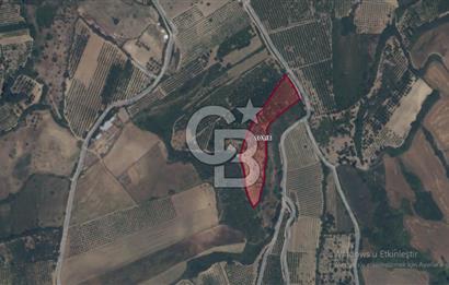 Çanakkale Lapseki’de Yola Cepheli, Meyve Ağaçlı Yatırımlık Tarla