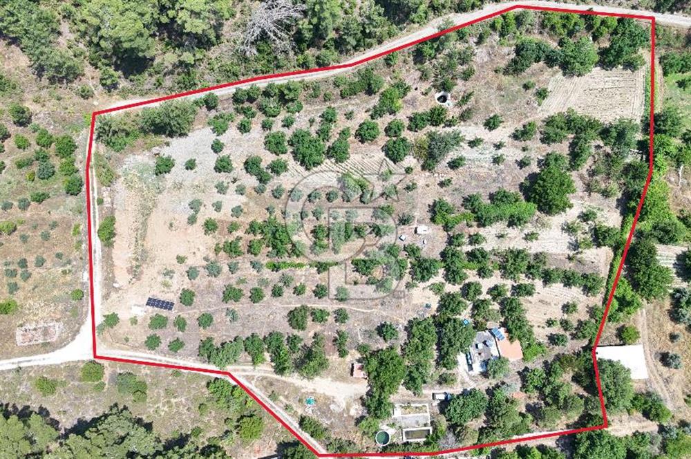 MUĞLA KAVAKLIDERE SALKIM KÖYÜNDE 13.225 m2 SATILIK CEVİZ BAHÇESİ