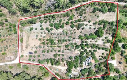MUĞLA KAVAKLIDERE SALKIM KÖYÜNDE 13.225 m2 SATILIK CEVİZ BAHÇESİ